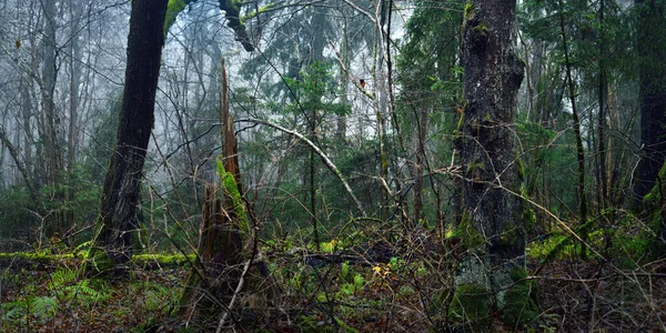 大雾中雄伟的森林 雄伟的树木苔藓植物黑暗的秋天风景 哥特式的概念 — 图库照片
