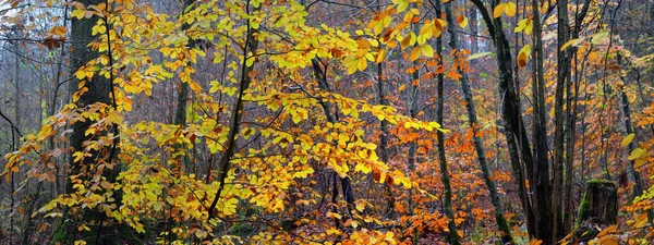 Sis Içindeki Görkemli Orman Güçlü Kayın Ağaçları Yosunlar Bitkiler Altın — Stok fotoğraf