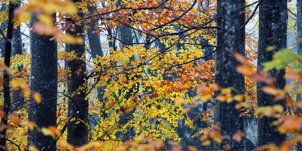 Majestatyczny Las Mgle Potężne Buki Mech Rośliny Złote Liście Ciemny — Zdjęcie stockowe