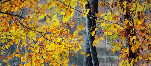 Majestueus Bos Een Mist Machtige Beukenbomen Mos Planten Gouden Bladeren — Stockfoto
