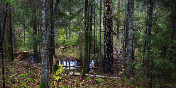 Sjön Den Mörka Majestätiska Vintergröna Skogen Mäktiga Tallar Och Granar — Stockfoto