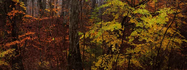 Forêt Majestueuse Dans Brouillard Puissants Hêtres Mousses Plantes Feuilles Dorées — Photo