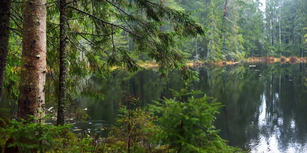 See Dunklen Majestätischen Immergrünen Wald Mächtige Kiefern Und Fichten Nebel — Stockfoto