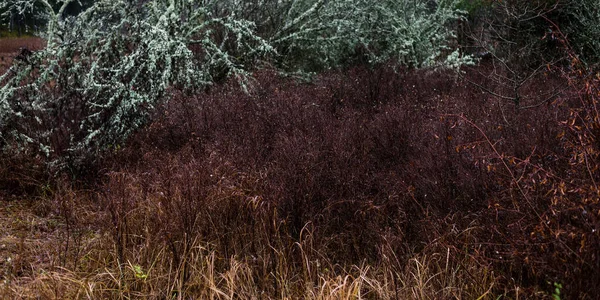 霧の中で雄大な森 強力な木 暗い大気の秋の風景 ゴシックの概念 — ストック写真