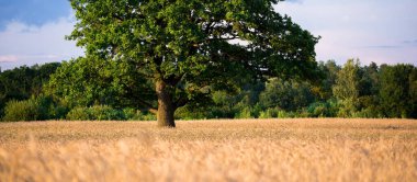 Tarım ekin tarlası. Yalnız meşe ağacı. Arka planda orman var. Yumuşak altın güneş ışığı. Gün batımı. Kırsal alan. Panoramik görünüm