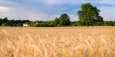 Tarım ekin tarlası. Yalnız meşe ağacı. Arka planda orman var. Yumuşak altın güneş ışığı. Gün batımı. Kırsal alan. Panoramik görünüm