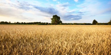 Tarım ekin tarlası. Yalnız meşe ağacı. Arka planda orman var. Yumuşak altın güneş ışığı. Gün batımı. Kırsal alan. Panoramik görünüm