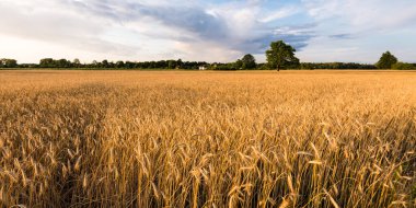 Tarım ekin tarlası. Arka planda orman var. Yumuşak altın güneş ışığı. Kırsal alan. Kırsal, tarım ve gıda endüstrisi, tohumlar, tarla, sulama temaları