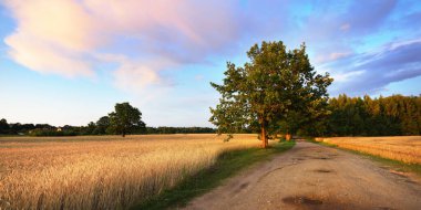 Tarım ekin tarlası. Yalnız meşe ağacı. Arka planda orman var. Yumuşak altın güneş ışığı. Gün batımı. Kırsal alan. Panoramik görünüm