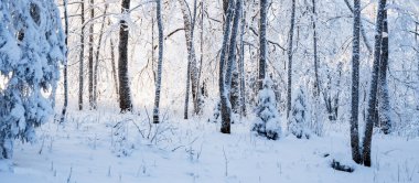 Kar fırtınasından sonra orman parkı. Ağaç donundaki ağaçlar. Kış Harikalar Diyarı. Mevsimler, ekoloji, çevre koruma, doğa, Noel. Atmosferik manzara