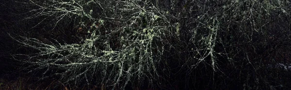 Majestuoso Bosque Una Niebla Árboles Poderosos Musgo Plantas Oscuro Paisaje — Foto de Stock