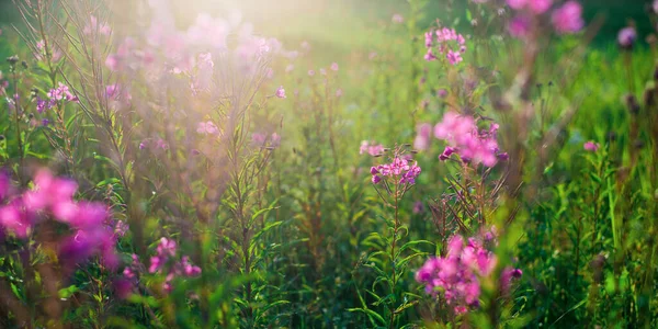 Blommande Rosa Vilda Blommor Chamaenerion Angustifolium Ett Grönt Land Fält — Stockfoto