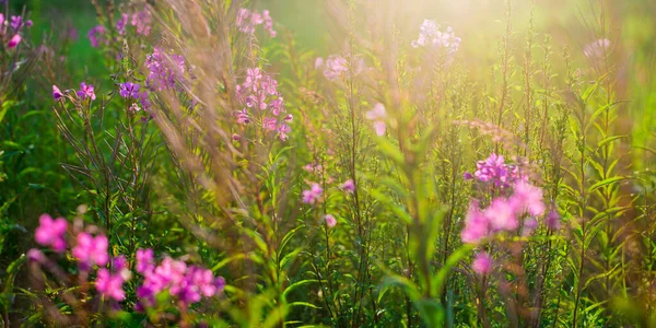 Blooming Pink Wildflowers Chamaenerion Angustifolium Green Country Field Close Natural — Stock Photo, Image