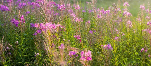 Blühende Rosa Wildblumen Chamaenerion Angustifolium Auf Einem Grünen Feld Nahaufnahme — Stockfoto