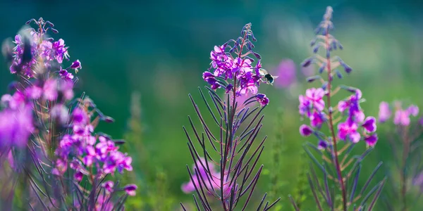 Kvetoucí Růžové Květy Chamaenerion Angustifolium Zeleném Venkovském Poli Zblízka Přírodní — Stock fotografie