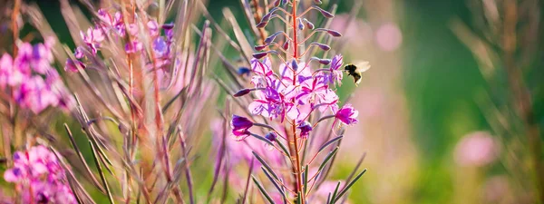 Blooming Pink Wildflowers Chamaenerion Angustifolium Green Country Field Close Natural — Stock Photo, Image