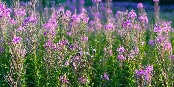 在绿地上盛开的粉红色野花 沙门兰花 自然的植物背景 夏季乡村风景 植物学 替代医学 — 图库照片