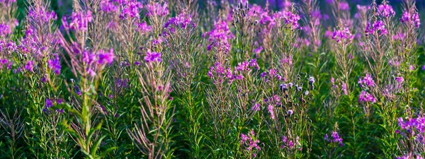 緑の田園地帯にピンク色の野花 Chamaenerion Angustifolium を咲かせ クローズアップします 自然な花の背景 夏の田園風景 代替医療 — ストック写真