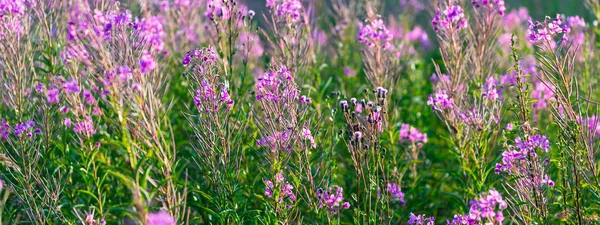 Kvetoucí Růžové Květy Chamaenerion Angustifolium Zeleném Venkovském Poli Zblízka Přírodní — Stock fotografie