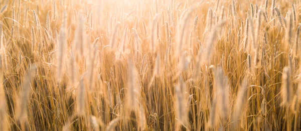 Landwirtschaftliche Feldfrüchte Bei Sonnenuntergang Pflanzen Aus Nächster Nähe Sanftes Sonnenlicht — Stockfoto