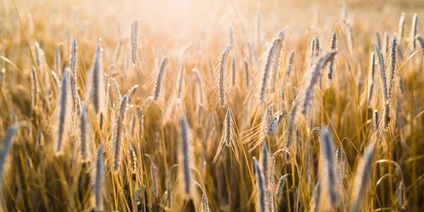 Land Landbouwgewas Veld Bij Zonsondergang Planten Van Dichtbij Zacht Zonlicht — Stockfoto