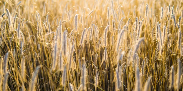 Campo Cultivo Agrícola Atardecer Plantas Primer Plano Luz Solar Suave —  Fotos de Stock