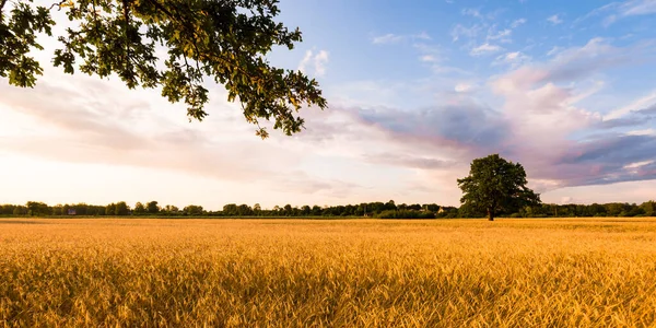 Champ Agricole Chêne Puissant Solitaire Forêt Arrière Plan Doux Soleil — Photo