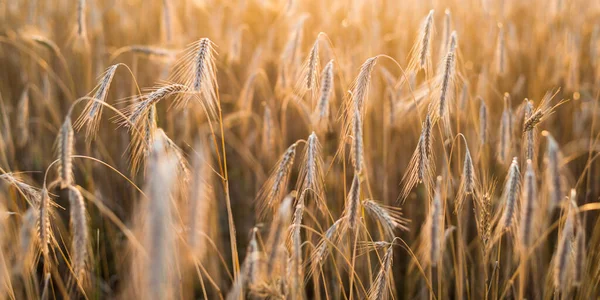 Landwirtschaftliche Feldfrüchte Bei Sonnenuntergang Pflanzen Aus Nächster Nähe Sanftes Sonnenlicht — Stockfoto