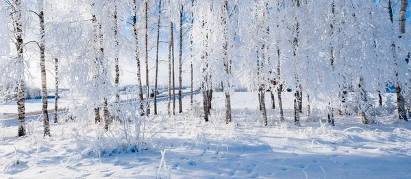 Parco Forestale Dopo Una Bufera Neve Alberi Una Brina Paese — Foto Stock