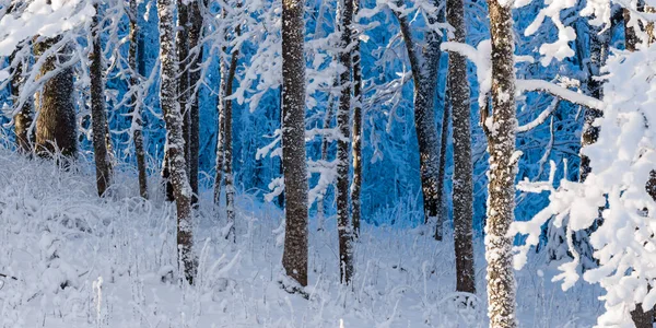 눈보라가 지나간 서리가 내리는 나무들 겨울의 생태학 크리스마스 대기권의 — 스톡 사진