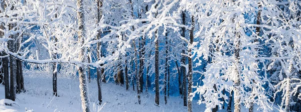 吹雪の後の森林公園 霜の中の木 冬の不思議の国 生態系 環境保全 クリスマス 大気の風景 — ストック写真