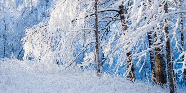 Forest Park Blizzard Trees Hoarfrost Winter Wonderland Seasons Ecology Environmental — Stock Photo, Image