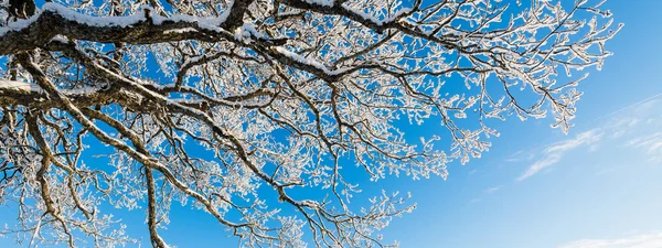 Skogspark Efter Snöstorm Mäktigt Täckt Med Hesparfrost Vinterunderlandet Årstider Ekologi — Stockfoto