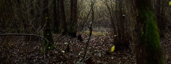 Величний Ліс Тумані Могутні Дерева Мох Рослини Темний Атмосферний Осінній — стокове фото