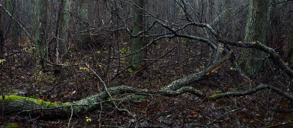 Majestátní Les Mlze Mocné Stromy Mech Rostliny Temná Atmosféra Podzimní — Stock fotografie
