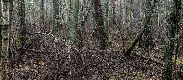 Majestátní Les Mlze Mocné Stromy Mech Rostliny Temná Atmosféra Podzimní — Stock fotografie