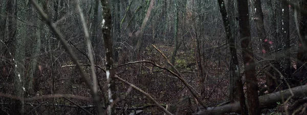 Majestätischer Wald Nebel Mächtige Bäume Moos Pflanzen Düstere Stimmungsvolle Herbstlandschaft — Stockfoto