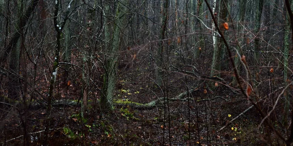 Fenséges Erdő Ködben Hatalmas Fák Moha Növények Sötét Atmoszférikus Őszi — Stock Fotó