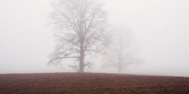 Yoğun beyaz bir sabah sisinde tarla sürmüş bir tarlada kudretli meşe ağacı. Toprak dokusu. Atmosferik manzara. Idyllic kırsal kesim. Sonbahar. Doğa, çevre, iklim değişikliği. Panoramik görünüm