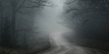 Karanlık Evergreen Ormanı 'nda dolambaçlı kırsal yol (patika, yürüyüş yolu). Güçlü ağaçlar, sis. Atmosferik sonbahar manzarası. Hayalet, yalnızlık, sessizlik, gotik, gizemli kavramlar.