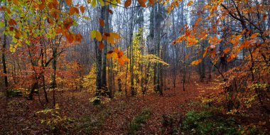 Sis içindeki görkemli orman. Güçlü kayın ağaçları, yosunlar, bitkiler. Altın yapraklar. Karanlık atmosferik sonbahar manzarası. Yalnızlık, sessizlik, gizem, hayal, gotik kavramlar.