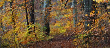 Sis içindeki görkemli orman. Güçlü kayın ağaçları, yosunlar, bitkiler. Altın yapraklar. Karanlık atmosferik sonbahar manzarası. Yalnızlık, sessizlik, gizem, hayal, gotik kavramlar.