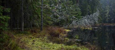 Karanlık Majestic Evergreen ormanında göl. Güçlü çam ve çam ağaçları. Sis. Atmosferik manzara. Panoramik görünüm