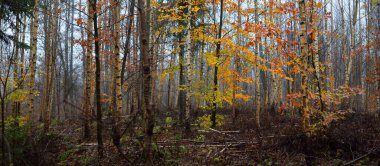 Sis içindeki görkemli orman. Güçlü ağaçlar, yosunlar, bitkiler. Karanlık atmosferik sonbahar manzarası. Yalnızlık, sessizlik, gizem, hayal, gotik kavramlar.
