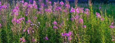 Yeşil bir tarlada çiçek açan kır çiçekleri (Chamaenerion angustifolium), yakın plan. Doğal çiçek geçmişi var. Yazın kırsal alanda. Doğa, botanik, tarım, bahçecilik, alternatif tıp;