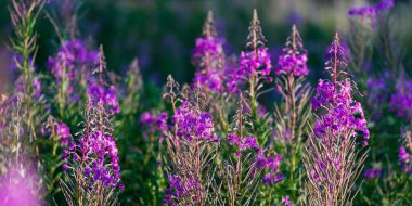 Yeşil bir tarlada çiçek açan kır çiçekleri (Chamaenerion angustifolium), yakın plan. Doğal çiçek geçmişi var. Yazın kırsal alanda. Doğa, botanik, tarım, bahçecilik, alternatif tıp;
