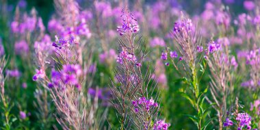 Yeşil bir tarlada çiçek açan kır çiçekleri (Chamaenerion angustifolium), yakın plan. Doğal çiçek geçmişi var. Yazın kırsal alanda. Doğa, botanik, tarım, bahçecilik, alternatif tıp;