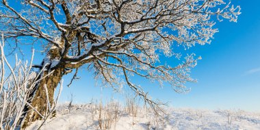 Kar fırtınasından sonra orman parkı. Ulu meşe ağacı kırağı ile kaplanmış. Kış Harikalar Diyarı. Mevsimler, ekoloji, çevre koruma, doğa, Noel. Atmosferik manzara