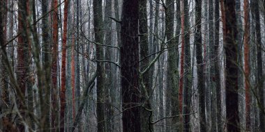 Sis içindeki görkemli orman. Güçlü ağaçlar, yosunlar, bitkiler. Karanlık atmosferik sonbahar manzarası. Yalnızlık, sessizlik, gizem, hayal, gotik kavramlar.