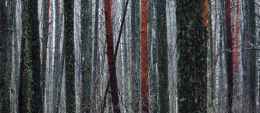 Sis içindeki görkemli orman. Güçlü ağaçlar, yosunlar, bitkiler. Karanlık atmosferik sonbahar manzarası. Yalnızlık, sessizlik, gizem, hayal, gotik kavramlar.